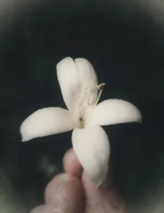 white flower